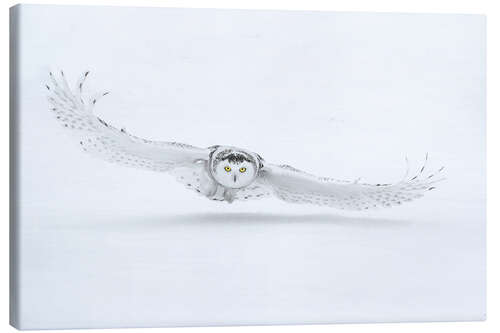 Canvas print Snowy owl in flight over snow