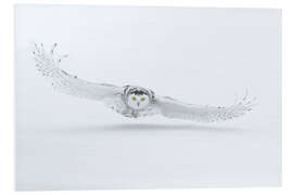 Foam board print Snowy owl in flight over snow