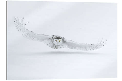 Galleritryk Snowy owl in flight over snow