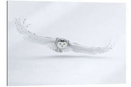 Tableau en plexi-alu Snowy owl in flight over snow