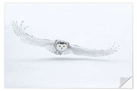 Sisustustarra Snowy owl in flight over snow