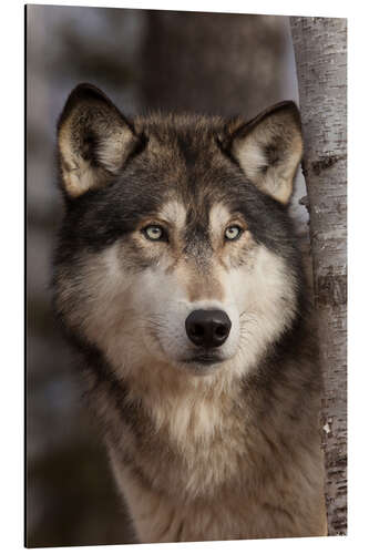 Aluminiumtavla Timber wolf