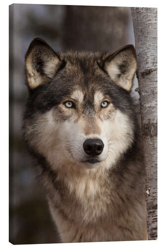 Canvas-taulu Timber wolf