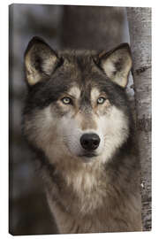 Canvas print  Timber wolf - Jaynes Gallery