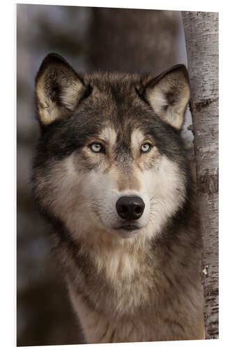 Foam board print Timber wolf