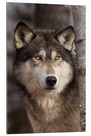 Galleriprint Timber wolf