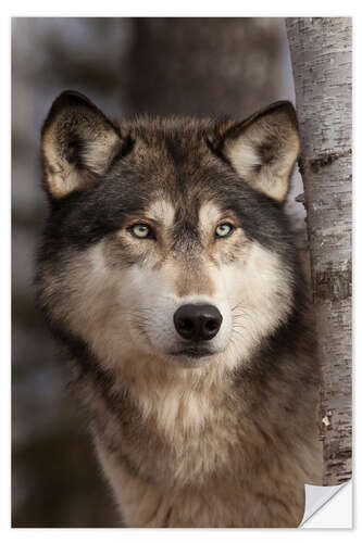 Naklejka na ścianę Timber wolf