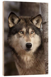 Wood print Timber wolf