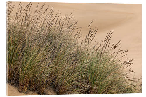 Cuadro de metacrilato Grasses in the Dunes III