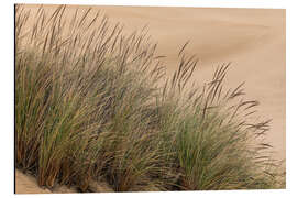 Cuadro de aluminio Grasses in the Dunes III