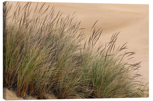 Lærredsbillede Grasses in the Dunes III