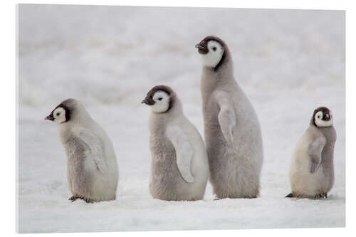 Acrylic print A group of emperor penguin chicks