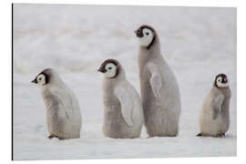 Aluminium print A group of emperor penguin chicks