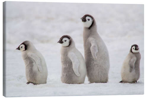 Tableau sur toile A group of emperor penguin chicks