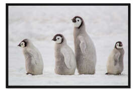 Gerahmter Kunstdruck Eine Gruppe von Kaiserpinguinküken