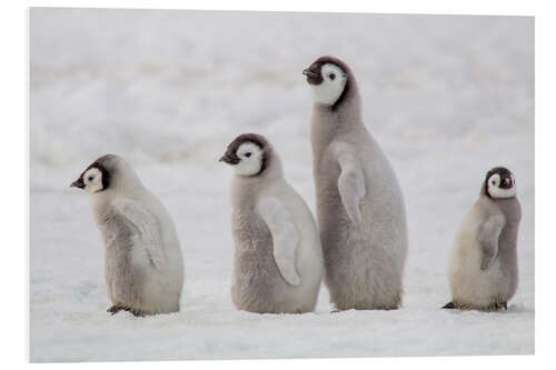 Tableau en PVC A group of emperor penguin chicks