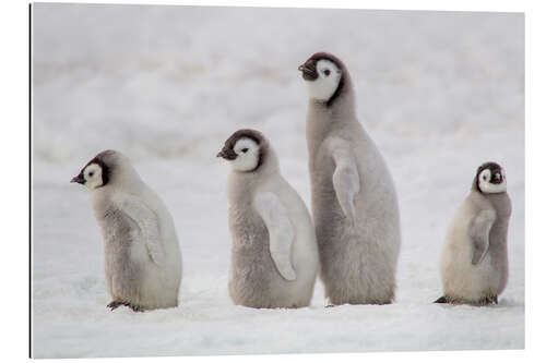 Gallery print A group of emperor penguin chicks