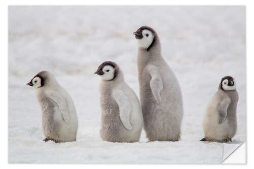 Selvklæbende plakat A group of emperor penguin chicks