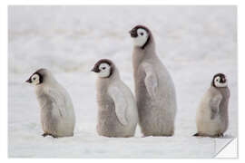 Selvklebende plakat A group of emperor penguin chicks