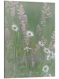 Tableau en aluminium Daisies and grasses