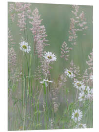 Print på skumplade Daisies and grasses