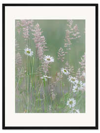 Gerahmter Kunstdruck Gänseblümchen und Gräser