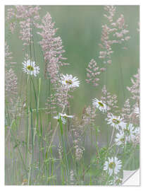 Sticker mural Daisies and grasses