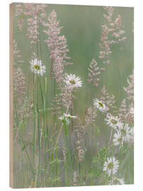 Quadro de madeira Daisies and grasses