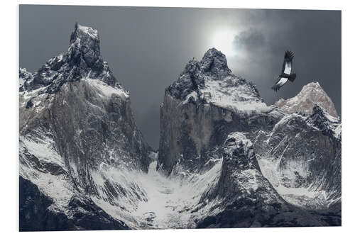 Foam board print Andean condor and mountains in Torres del Paine National Park