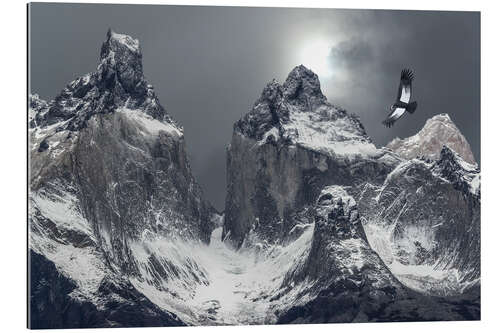 Gallery print Andean condor and mountains in Torres del Paine National Park