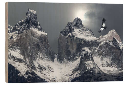 Puutaulu Andean condor and mountains in Torres del Paine National Park