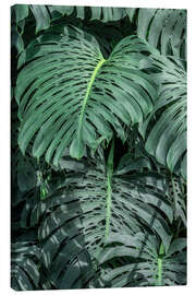 Canvas print Monstera leaves