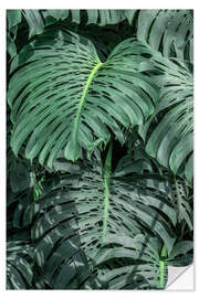 Selvklebende plakat Monstera leaves