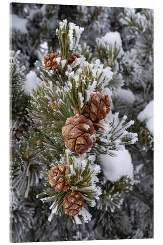 Acrylic print Hoarfrost covered pine