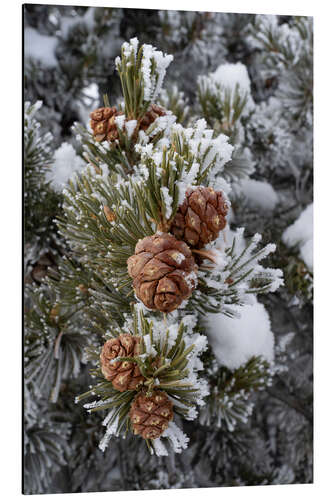 Aluminium print Hoarfrost covered pine