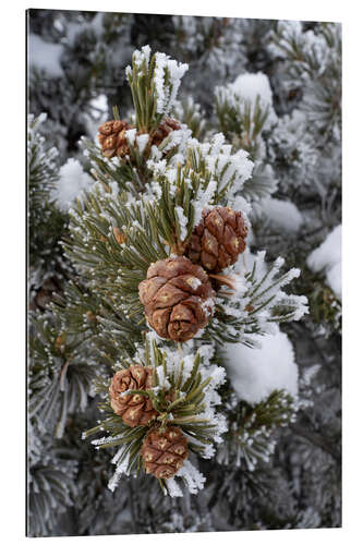 Galleritryk Hoarfrost covered pine