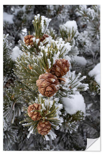 Selvklæbende plakat Hoarfrost covered pine