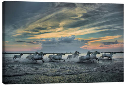 Quadro em tela Horses running through marsh at sunrise