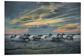 Foam board print Horses running through marsh at sunrise