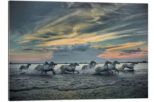 Gallery print Horses running through marsh at sunrise