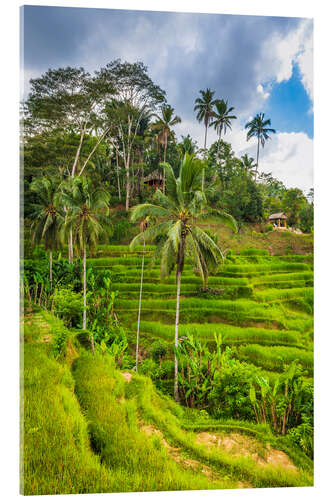 Akryylilasitaulu Rice fields on the Tegallalang rice terrace, Bali, Indonesia II