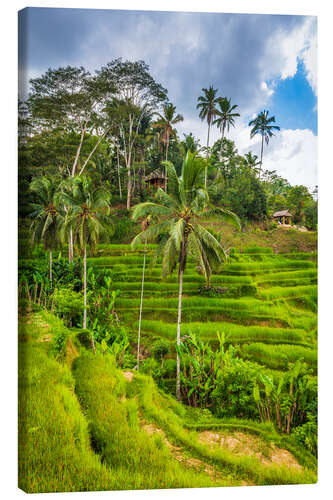 Lienzo Rice fields on the Tegallalang rice terrace, Bali, Indonesia II