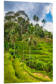 Stampa su PVC Rice fields on the Tegallalang rice terrace, Bali, Indonesia II