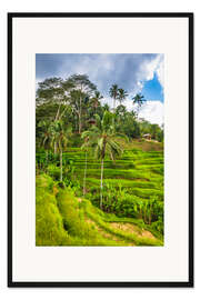 Gerahmter Kunstdruck Reisfelder auf der Tegallalang Reisterrasse, Bali, Indonesien II