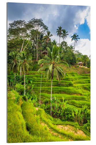 Gallery print Rice fields on the Tegallalang rice terrace, Bali, Indonesia II