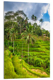 Gallery print Rice fields on the Tegallalang rice terrace, Bali, Indonesia II