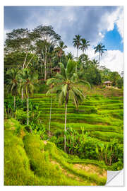 Sticker mural Rice fields on the Tegallalang rice terrace, Bali, Indonesia II