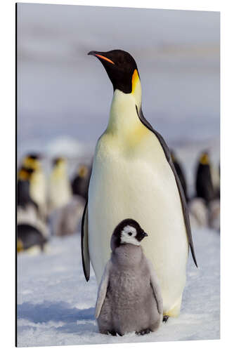 Aluminium print Emperor penguin chick with its parents