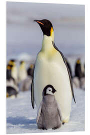 Foam board print Emperor penguin chick with its parents