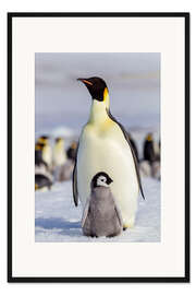 Gerahmter Kunstdruck Kaiserpinguinküken mit seinen Eltern